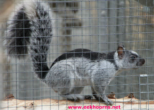 dorsalis opzij500.jpg